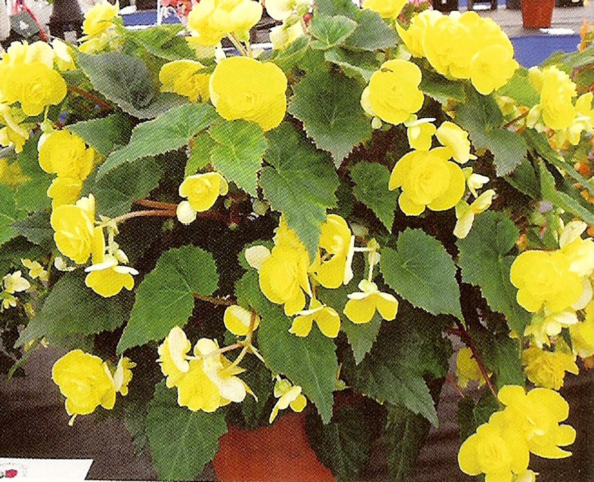 B. ‘Yellow Hammer’